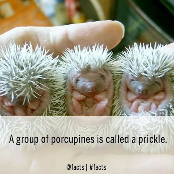 Curious Facts (25 pics)