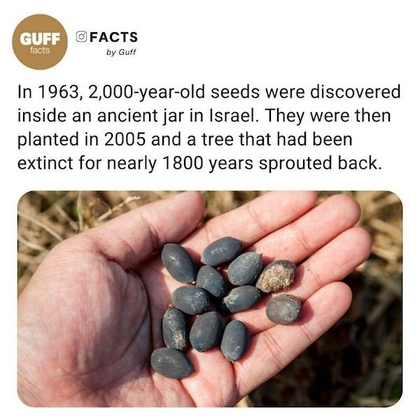 Curious Facts (25 pics)