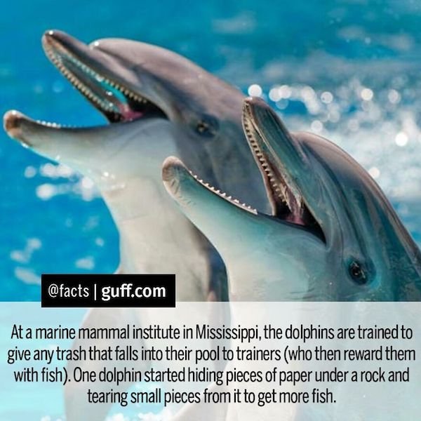 Curious Facts (25 pics)