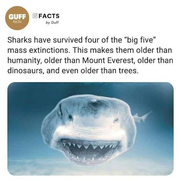 Curious Facts (25 pics)