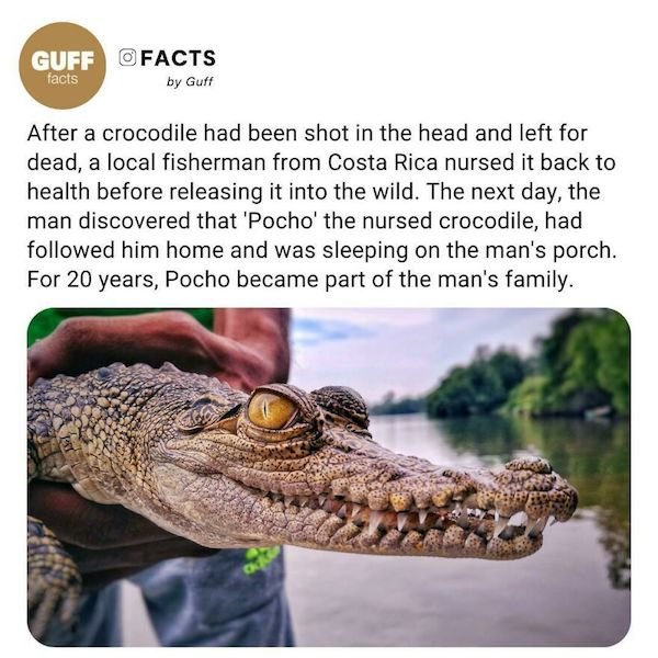 Curious Facts (25 pics)