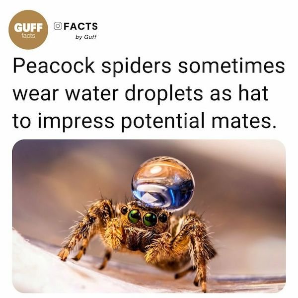 Curious Facts (25 pics)