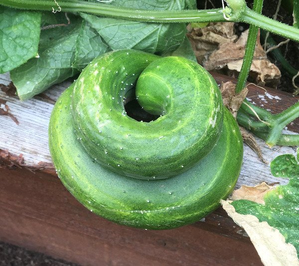 Wonders Of Nature (26 pics) Wonders Of Nature (26 pics)