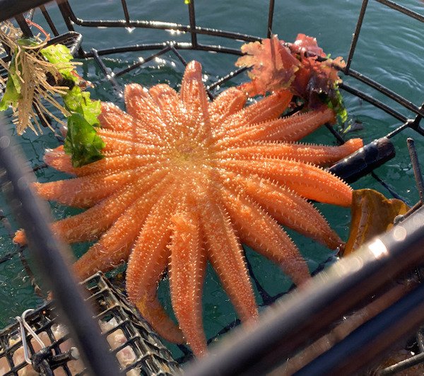 Wonders Of Nature (26 pics)