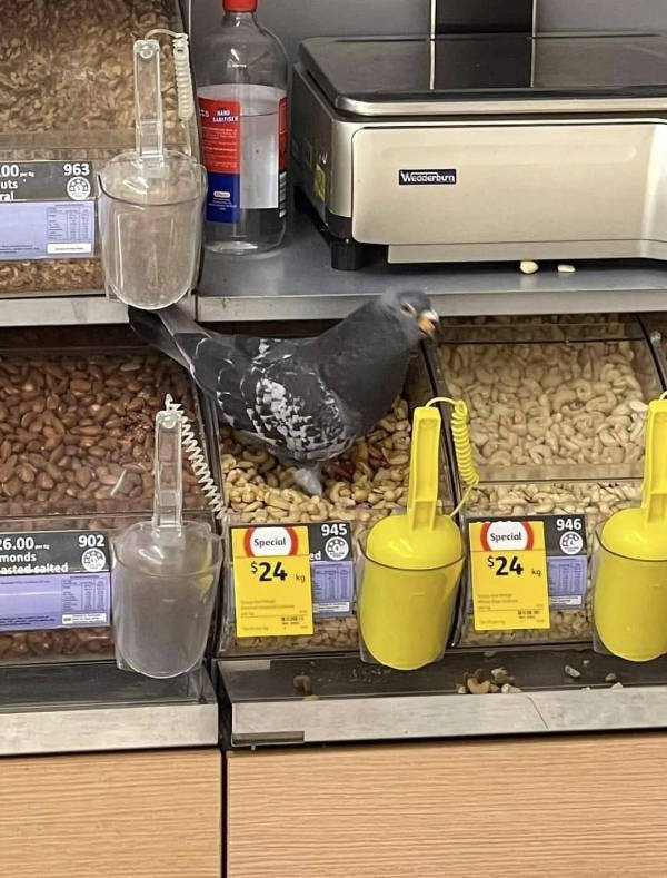 It's A Failure (50 pics)