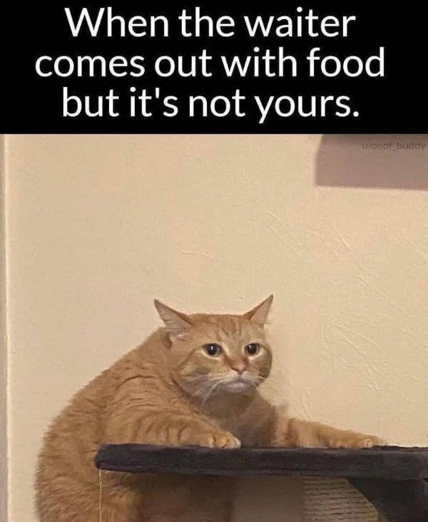Random Funny Memes (44 pics)