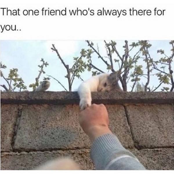 Best Friends Memes (29 pics)