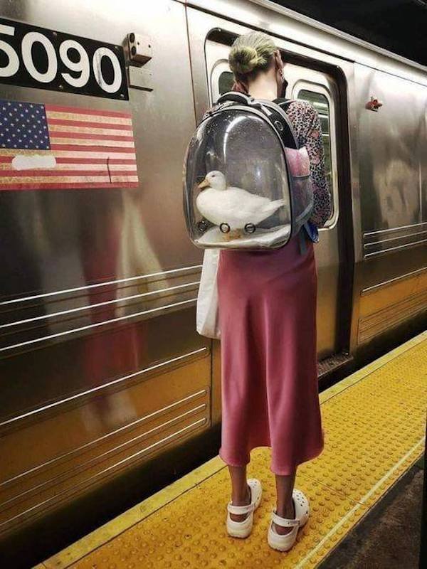 Oddities In The Subway (31 pics)