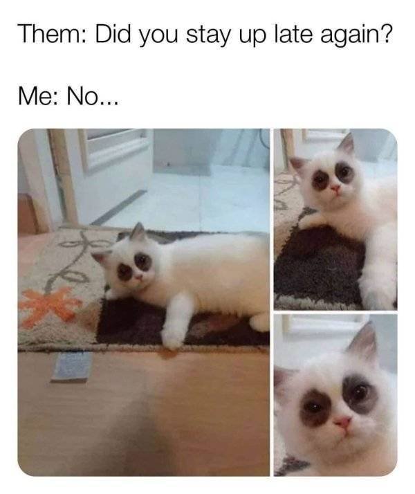 Random Memes (25 pics)