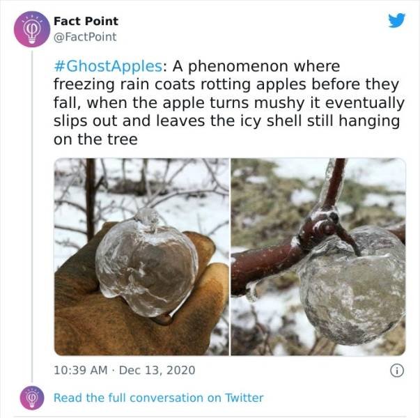 Interesting Facts (31 pics)