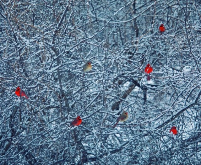 Winter Photos (17 pics)