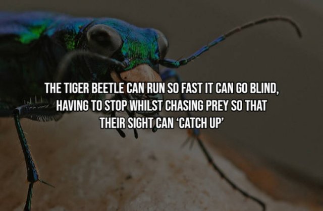 Interesting Facts (17 pics)