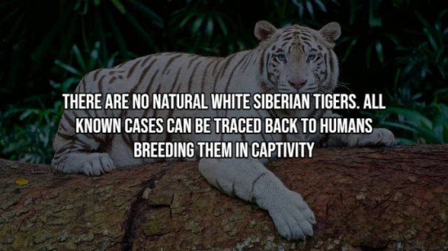 Interesting Facts (17 pics)