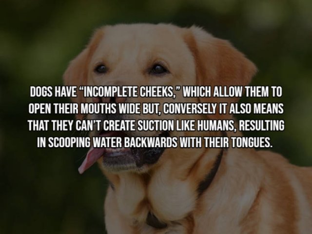 Interesting Facts (17 pics)