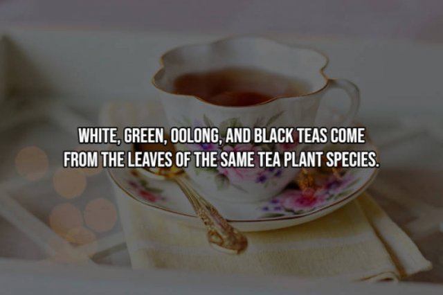 Interesting Facts (17 pics)