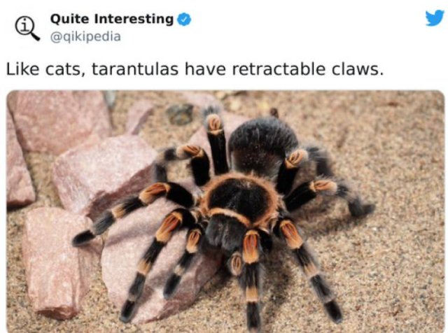 Random Facts (23 pics)