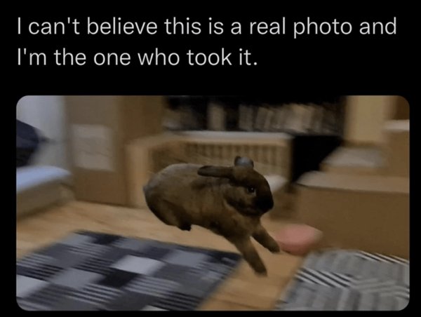 Animal Memes (34 pics)