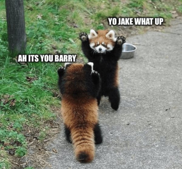 Animal Memes (34 pics)