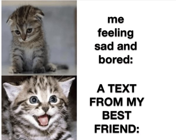 Animal Memes (34 pics)