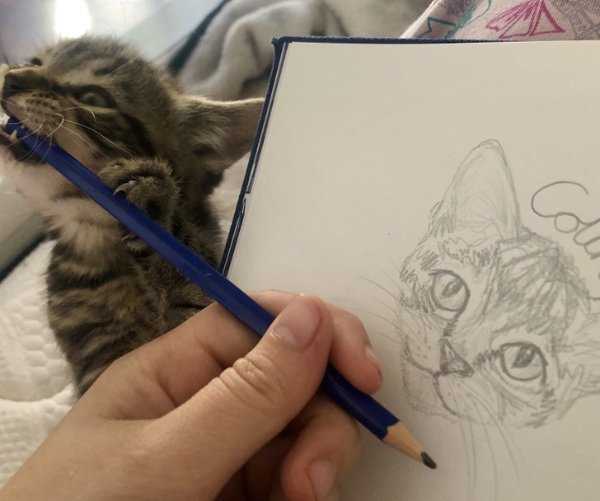 Funny Cats (30 pics)