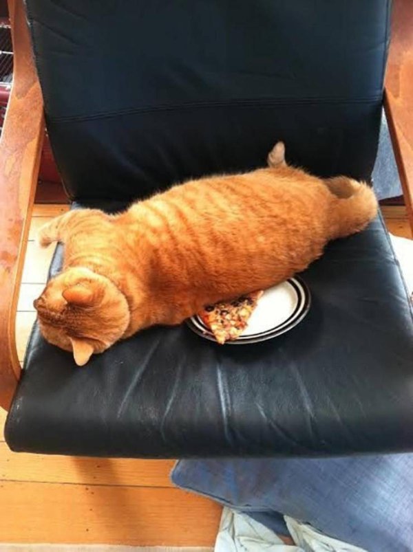 Funny Cats (30 pics)