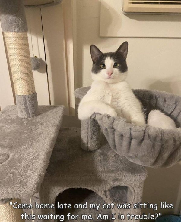 Funny Cats (30 pics)