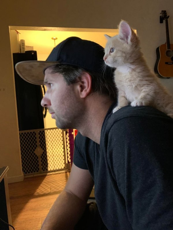 Funny Cats (30 pics)