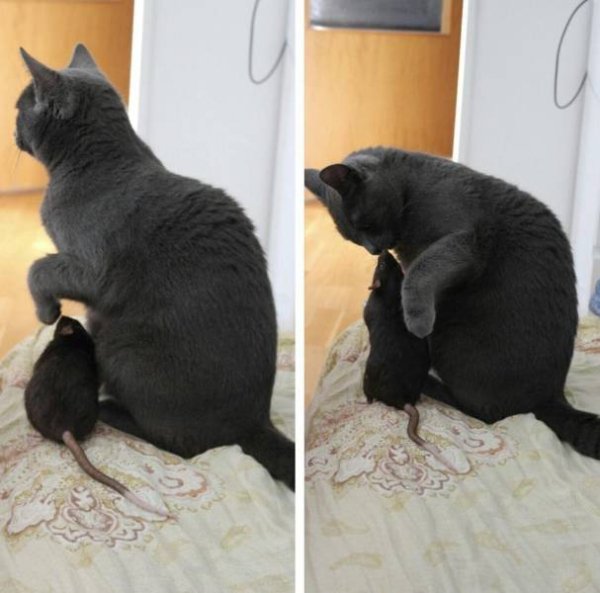 Funny Cats (30 pics)