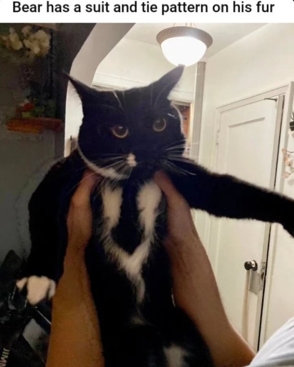 Funny Cats (30 pics)