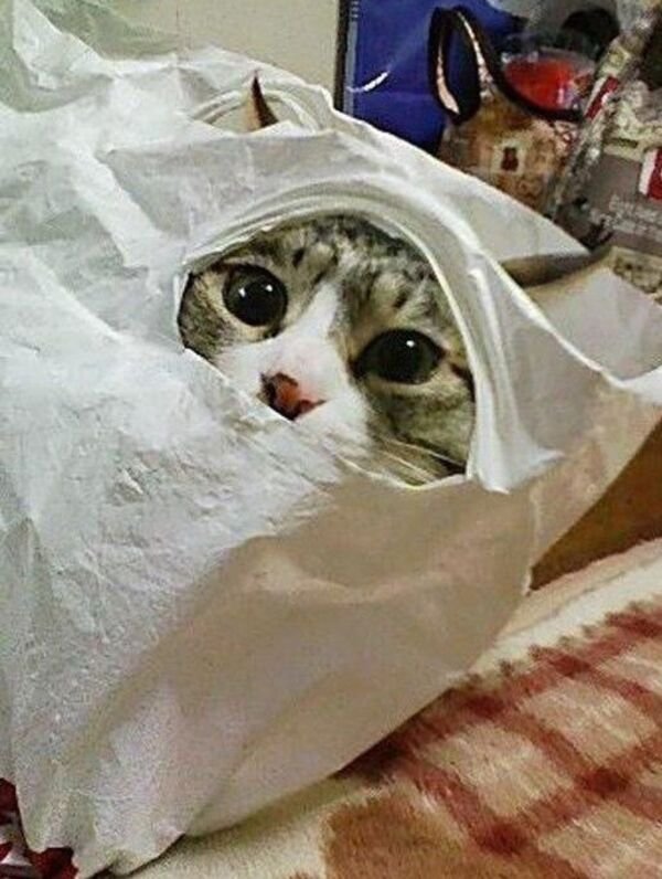 Funny Cats (30 pics)