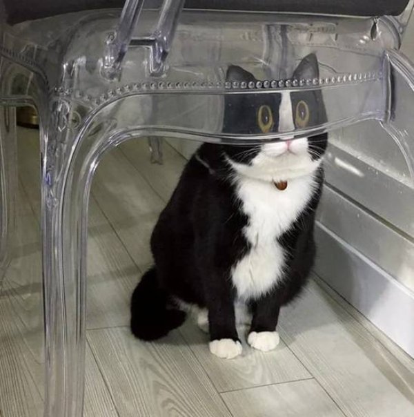 Funny Cats (30 pics)
