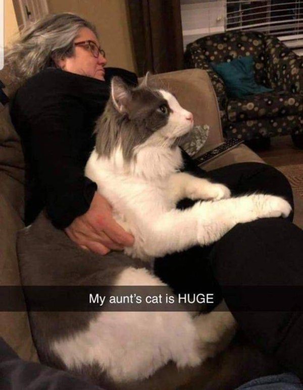 Funny Cats (30 pics)