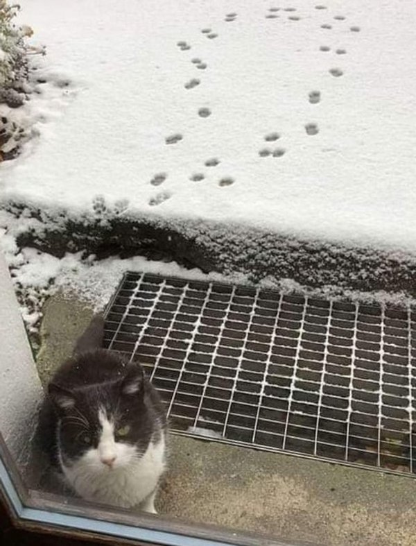 Funny Cats (30 pics)