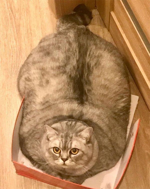 Funny Cats (30 pics)