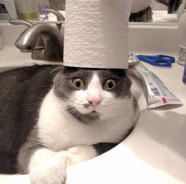 Funny Cats (30 pics)