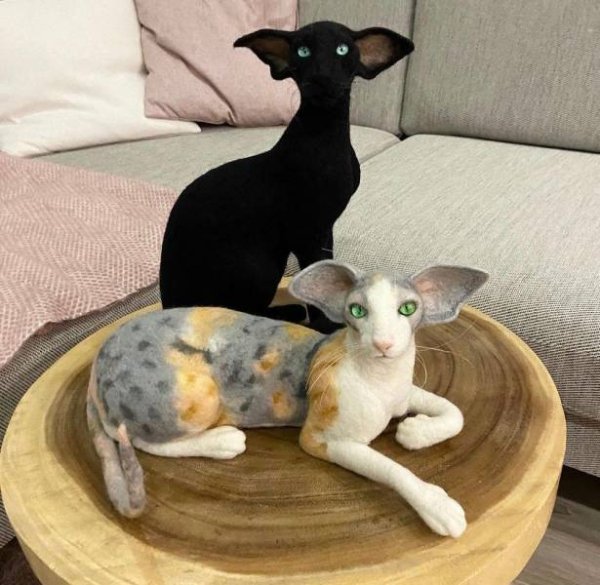 Funny Cats (30 pics)