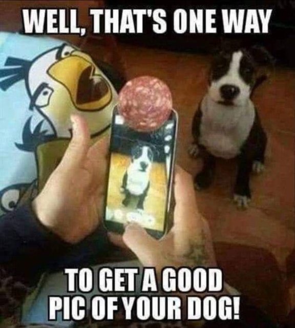 Good Dogs (35 pics)
