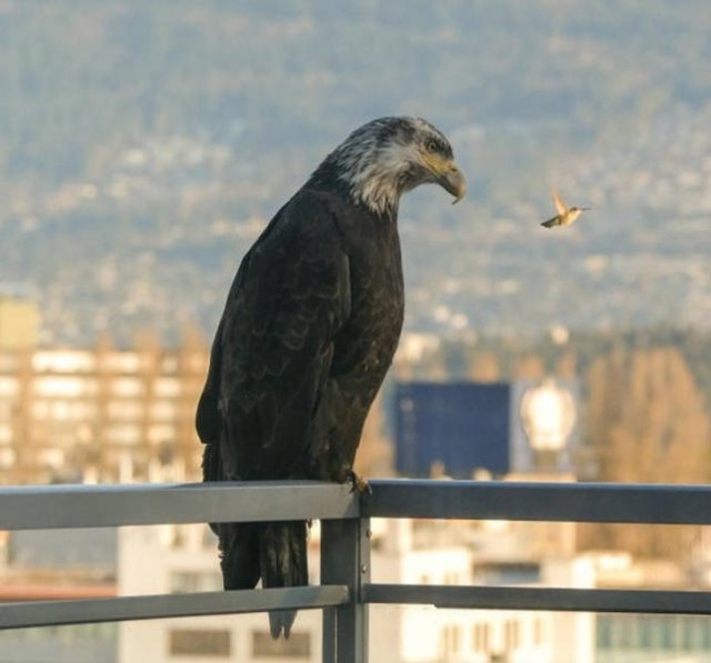 Jokes About Canada (17 pics)