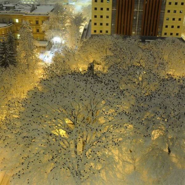 Pictures For Perfectionists (47 pics)