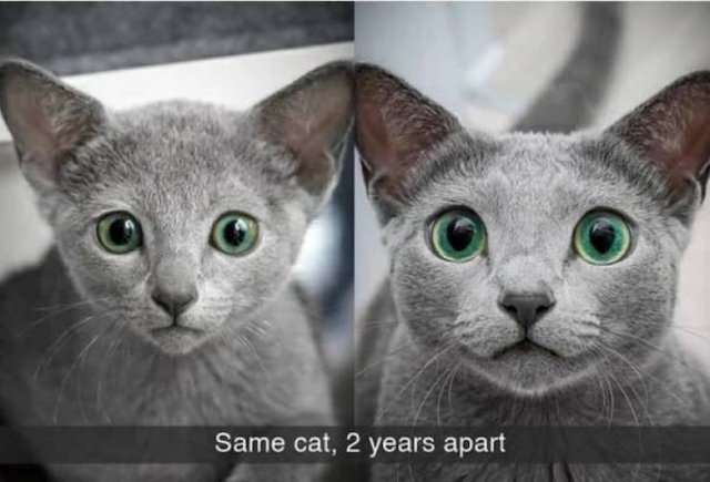 Funny Cats (28 pics)