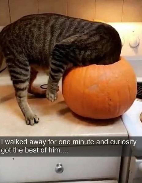Funny Cats (28 pics)