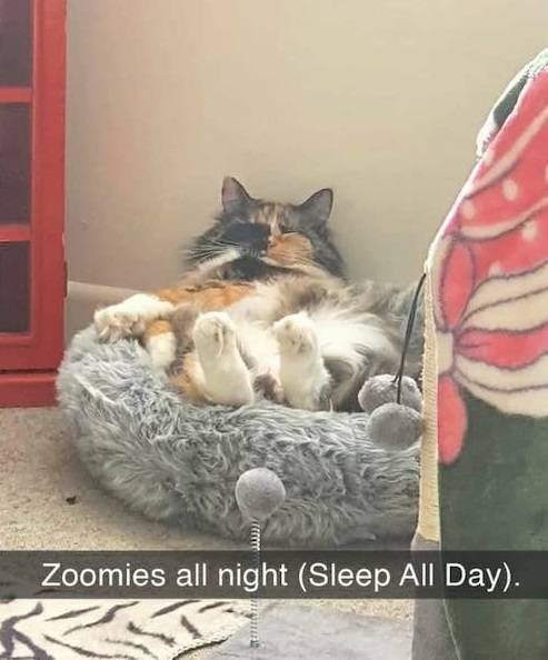 Funny Cats (28 pics)