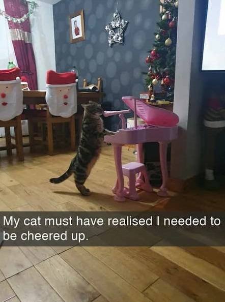 Funny Cats (28 pics)