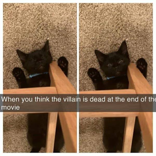 Funny Cats (28 pics)