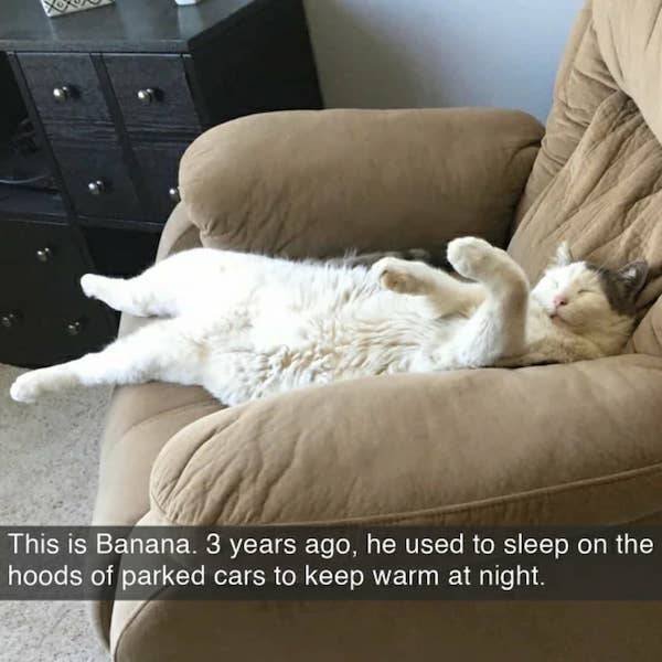 Funny Cats (28 pics)
