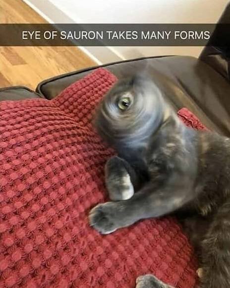 Funny Cats (28 pics)
