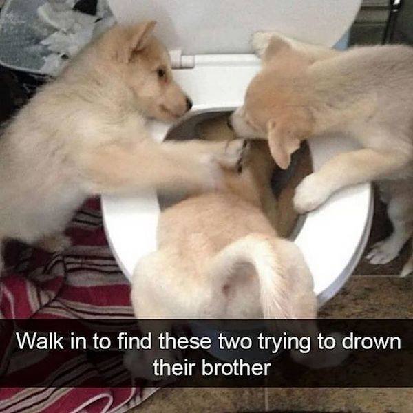 Funny Dogs (27 pics)