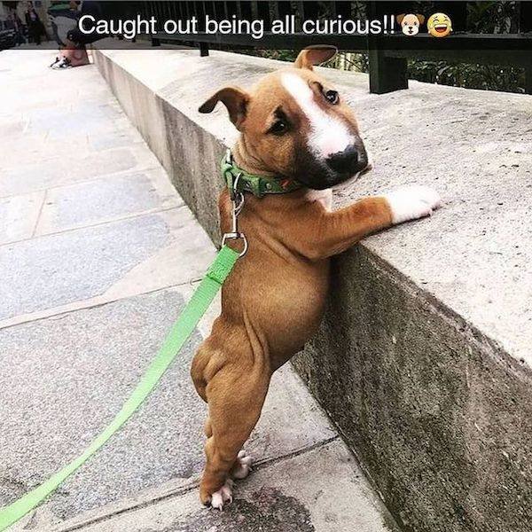 Funny Dogs (27 pics)
