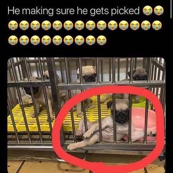 Funny Dogs (27 pics)
