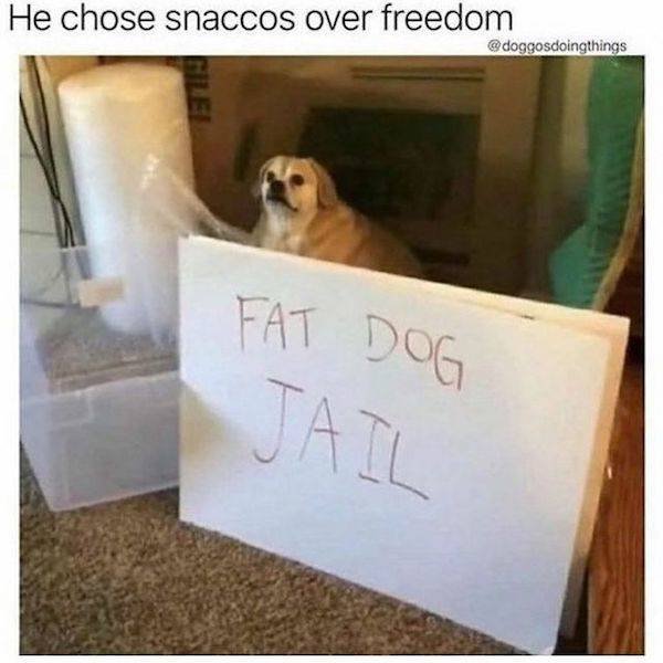 Funny Dogs (27 pics)